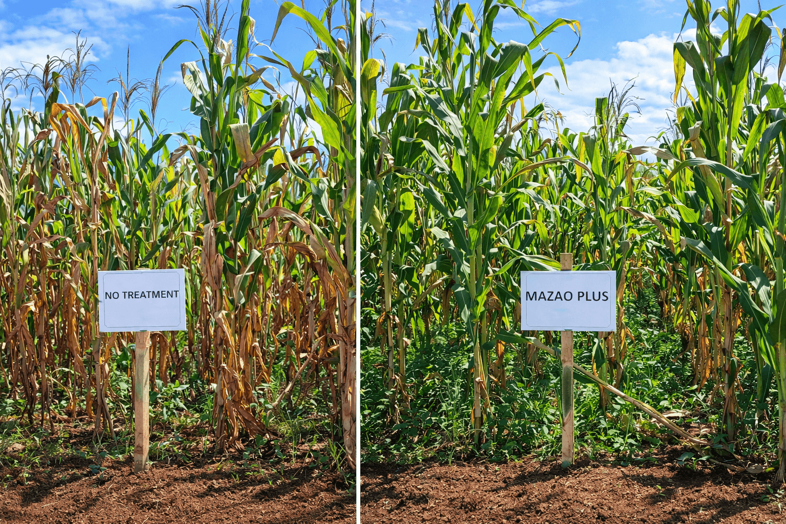 Side-by-side comparison showing the difference between untreated soil and soil treated with Mazao Plus. The results speak for themselves.